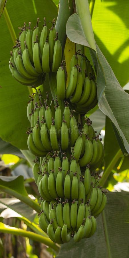 Musa Acuminata Is A Species Of Banana Native To Southeast Asia Stock