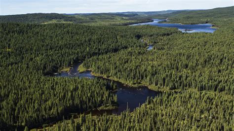 Boreal Forest Ecocide Alert