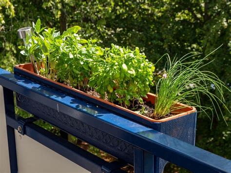 How To Grow Herbs On A Balcony Tips And Tricks