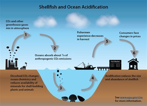 Increasing Co2 Emissions Cause Our Oceans To Become More Acidic Making