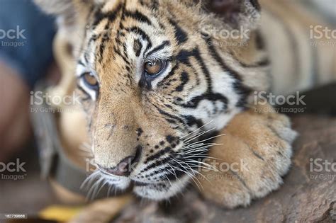 Portrait From A Young Tired Tiger Stock Photo Download Image Now