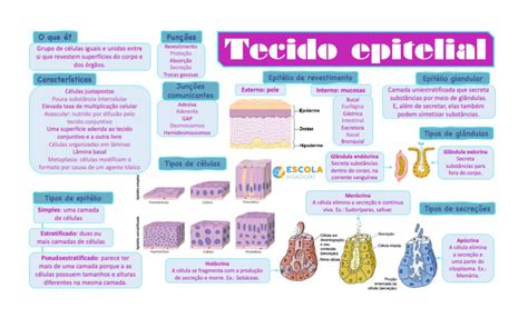 Mapa Mental Sobre Tecido Epitelial Baixe Gr Tis O Mapa Em Pdf