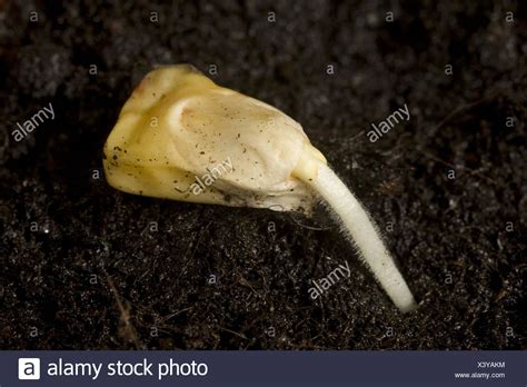 Corn Seed Germinating Stock Photos And Corn Seed Germinating Stock Images