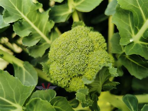 Heirloom Broccoli Seeds From The Victory Seed Company
