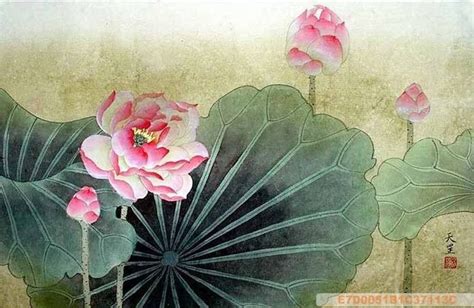Chinese Lotus Painting Lotus 2320009 50cm X 33cm19〃 X 13〃