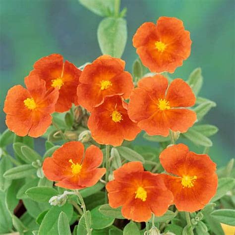Helianthemum Rock Roses Collection Plug X 6 Yougarden