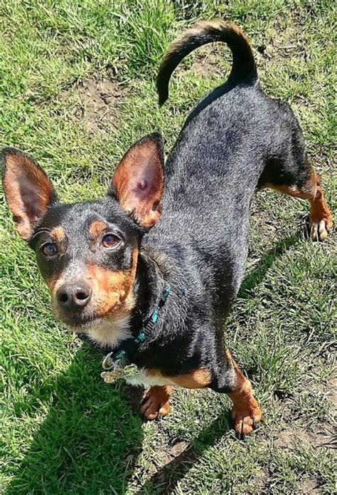 Reggie 4 Year Old Male Miniature Pinscher Cross Available For Adoption