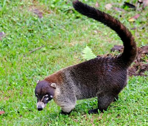 List Of 20 Animals With Long Tails With Pictures Animaltriangle