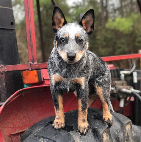 215 Blue Heeler Dog Names For Your Hardworking Herder