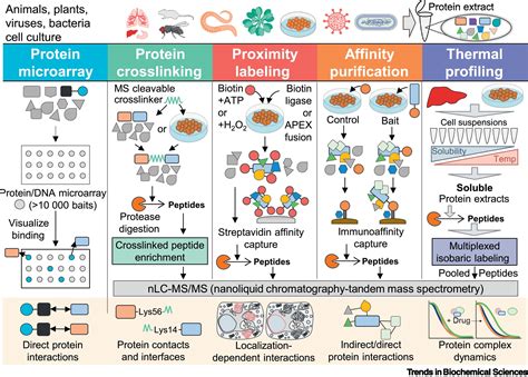 Proteomic Technologies For Deciphering Local And Global Protein