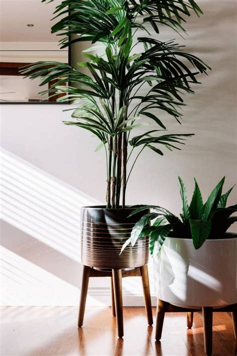12 Best Indoor Air Purifying Houseplants For The Home Chloe Dominik