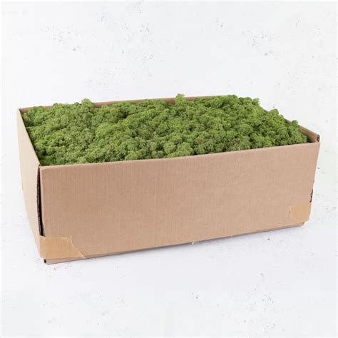 Icelandic Moss Medium Green 5kg Atlas Flowers