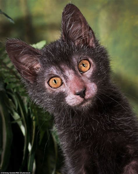 What if your cat could resemble a werewolf? 'Werewolf cats' are the most popular pet this Halloween ...