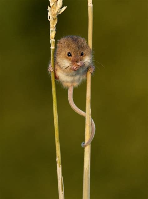 39 Best Mice Field Mice Field Mouse Harvest Mouse Images On