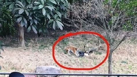 Tiger Kills Man At China Zoo As Horrified Visitors Watch New Straits