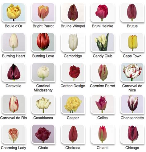 Tulip Color Guide Flirty Fleurs The Florist Blog