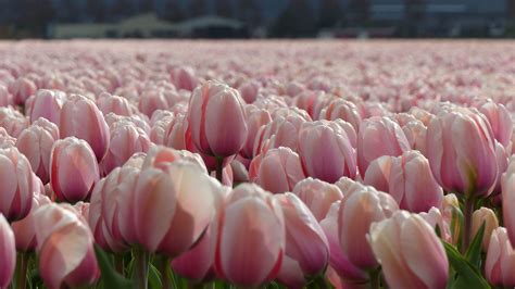 Beautiful Pink Tulip Flowers Field Hd Flowers Wallpapers Hd