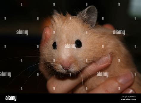 Long Haired Hamster Hi Res Stock Photography And Images Alamy