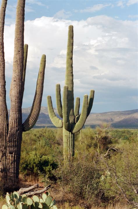 Photo Album — Saguaro National Park Travels With Gary