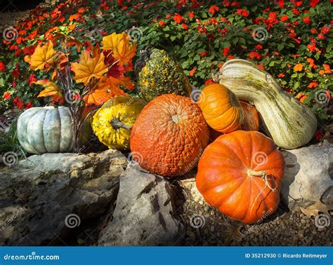 Pumpkins Gourds Autumn Leaves And Late Blooming Flowers Say