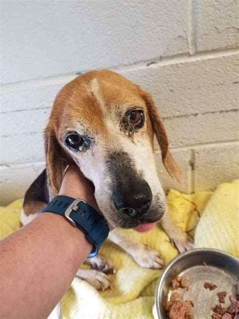 Bttr was founded in 2008 and has placed over 1,000 dogs and counting since then. Beagle dog for Adoption in Rustburg, VA. ADN-483094 on ...