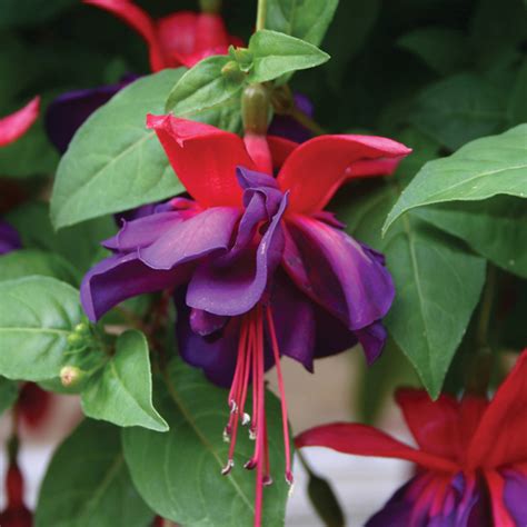 Fuchsia Giant Trailing Voodoo Plants From Mr Fothergills Seeds And