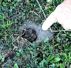 Field grass is a durable grass that is used on numerous athletic fields. Filling Animal Holes In Yard - A Pictures Of Hole 2018