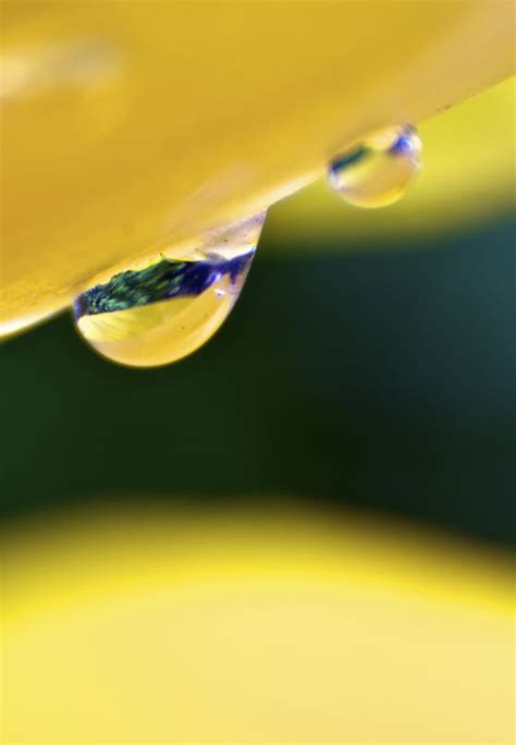 Free Images Water Drop Light Flower Petal Glass Green Color