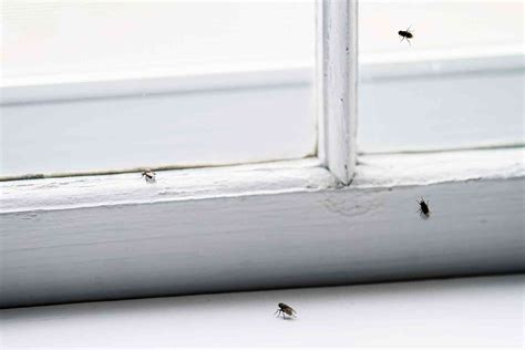 How To Get Rid Of Flies In The House Checkatrade