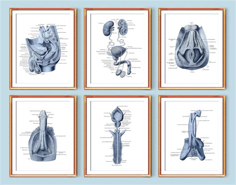 Male Genital Organs Anatomy Art Posters Urinary System Etsy