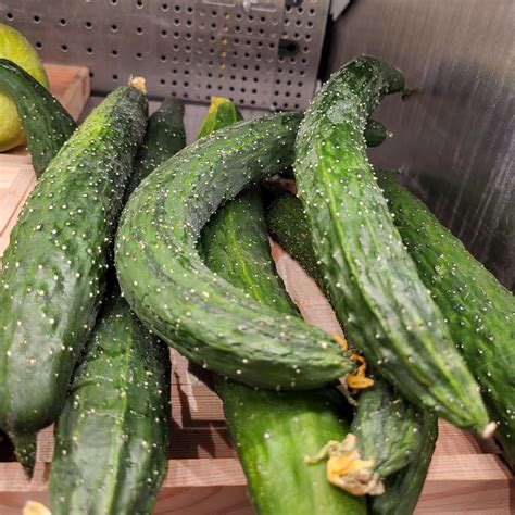 Suyo Long Cucumbers Information Recipes And Facts