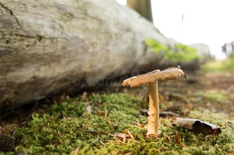 Tree Mushroom Stock Photo Image Of Nature Mushroom 45061846