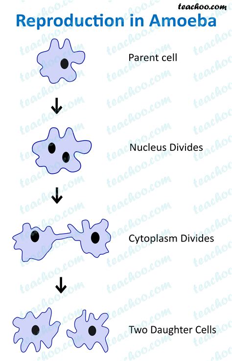 Asexual Reproduction Definition Types Examples Teachoo