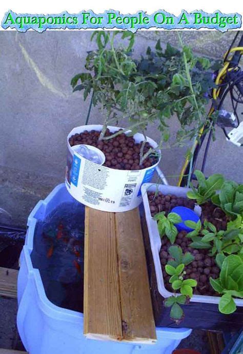 Aquaponics System Using A Gallon Bucket Hot Sex Picture