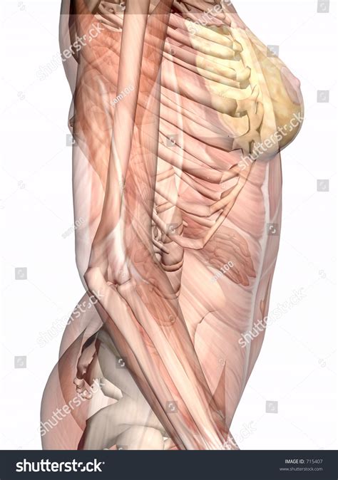 Muscles of the human body, torso and arms, beautiful colorful illustration. Anatomically Correct Medical Model Of The Human Body, Women, Muscles And Ligaments Showing ...