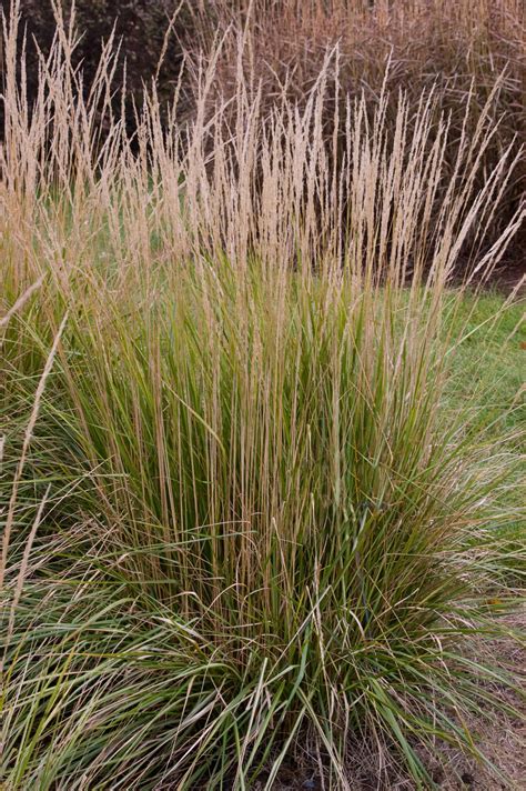 Avalanche Variegated Feather Reed Grass Plant Library