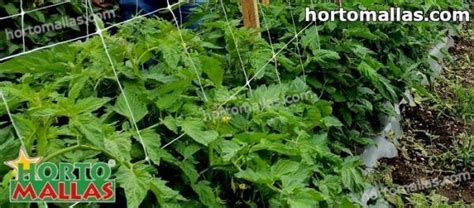 Hortomallas Support Tomato02 Hortomallas™ Supporting Your Crops®