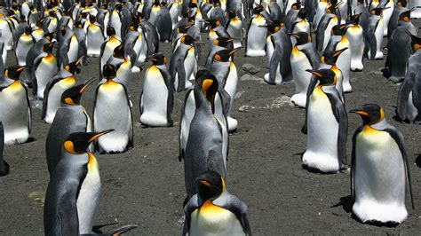 The emporer penguin ( aptenodytes forsteri ) is the largest penguin species, and lives in antartica. King penguin breeding colonies are structured like fluids