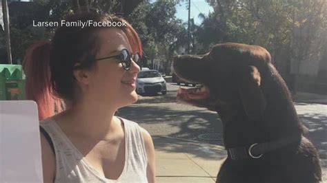 10 Cars Kept Going After Woman Walking Dog Killed In Hit And Run