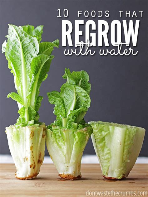 How To Regrow Food In Water 10 Foods That Regrow Without Dirt