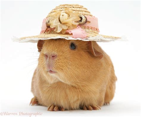 Red Guinea Pig Wearing A Straw Hat Photo Wp20174