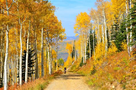 Colorado Fall Colors 2020 Cuándo Y Dónde Ver El Cambio De Las Hojas