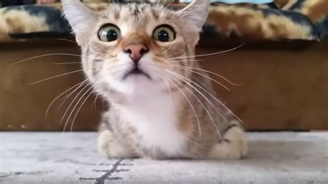 Kitten Intensely Watches And Reacts To Horror Movies In These Hilarious