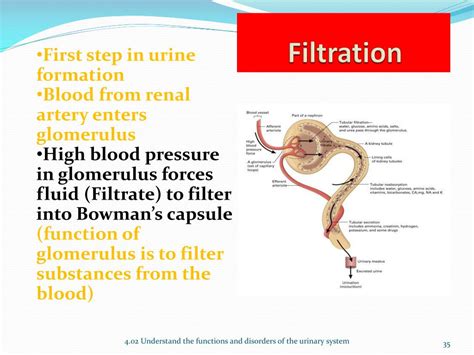 Ppt Urinary System Powerpoint Presentation Free Download Id1877391