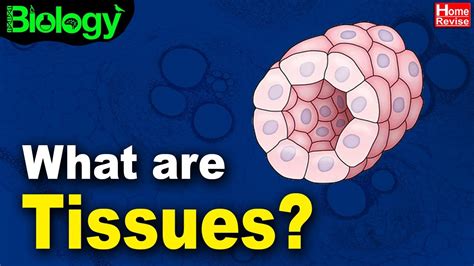 What Are Tissues Animal Tissues And Their Types Biology Home