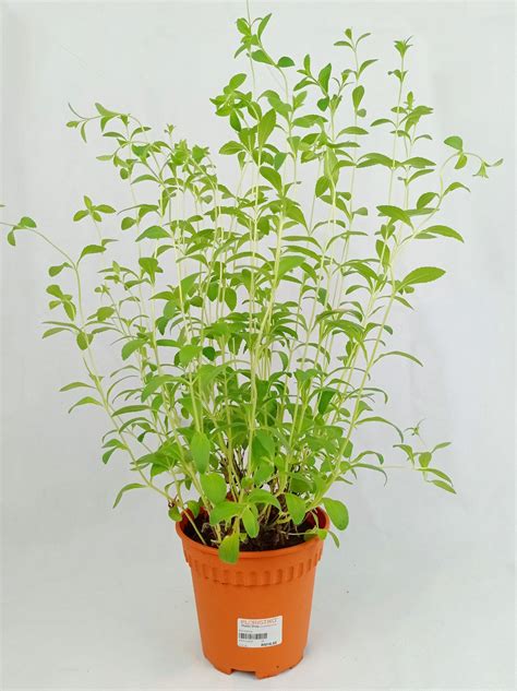 Herb Garden Malaysia Large Variety At Wholesale Prices