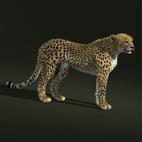 3d markerless body motion capture for the cheetah. 3d model cheetah fur