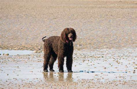 Free Images Beach Coast Sand Wet Puppy Animal Canine Photo