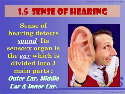 Five Senses Poster Hearing Sense Presentation Vector Vrogue Co