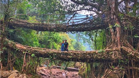 Double Decker Living Root Bridge Cherrapunjee Meghalaya North